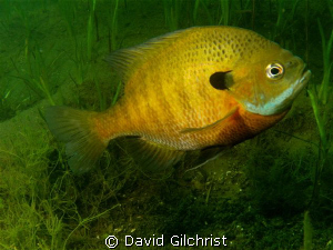 Male Bluegill tending nest in spring. by David Gilchrist 